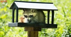 Wildlife Removal In Milton