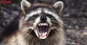 Best way to get rid of Raccoons