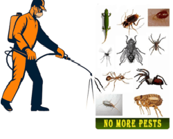 Pests ruining your home