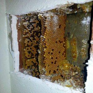 Rid of Honeybees