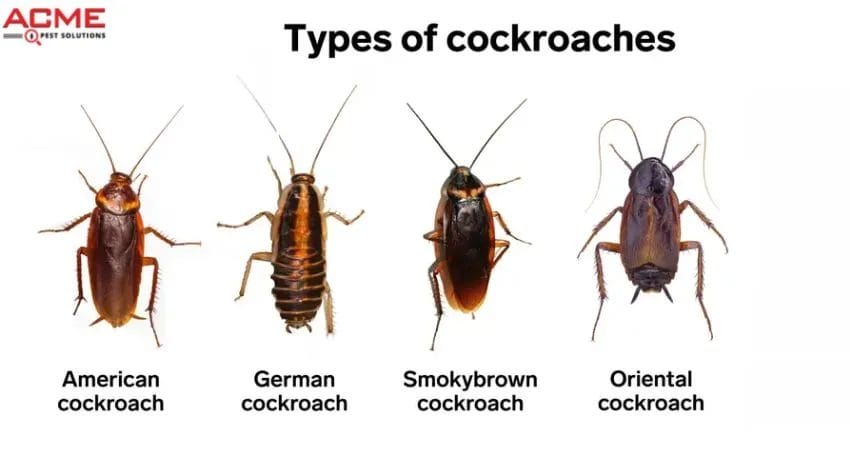 Cockroaches
