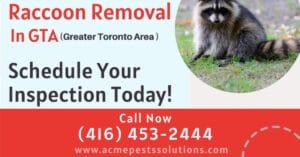 What are Raccoons