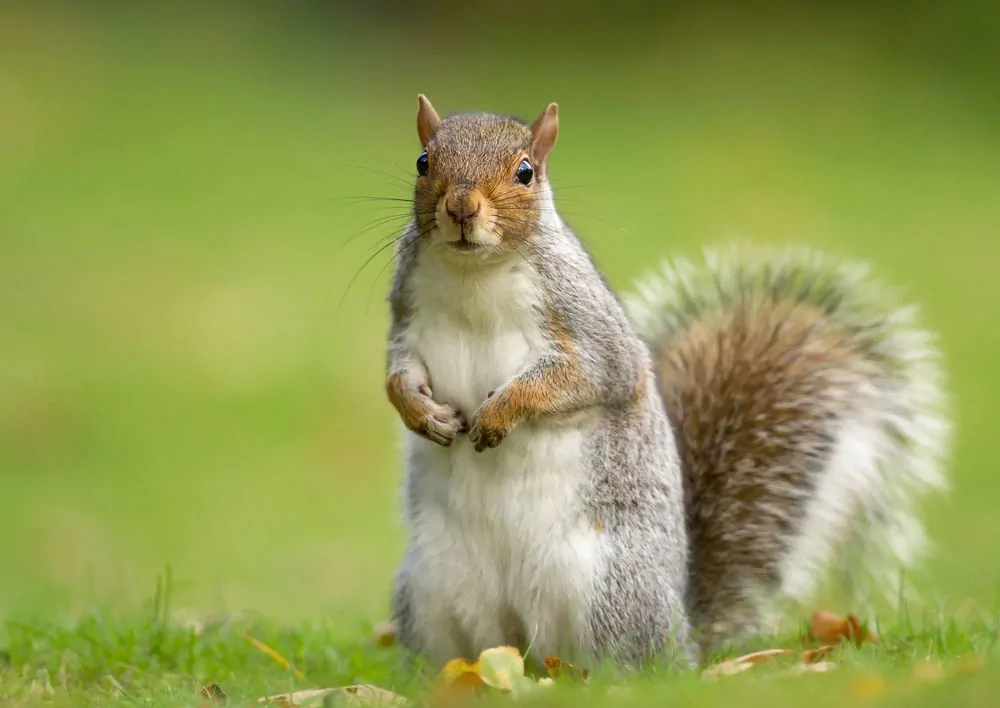 Disadvantages of squirrels in the attic