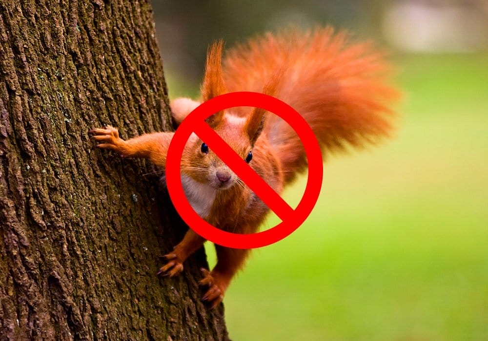How can I get rid of squirrels