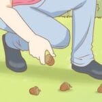 How do I get squirrels out of my garden