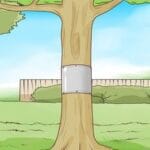 How do I get squirrels out of my tree