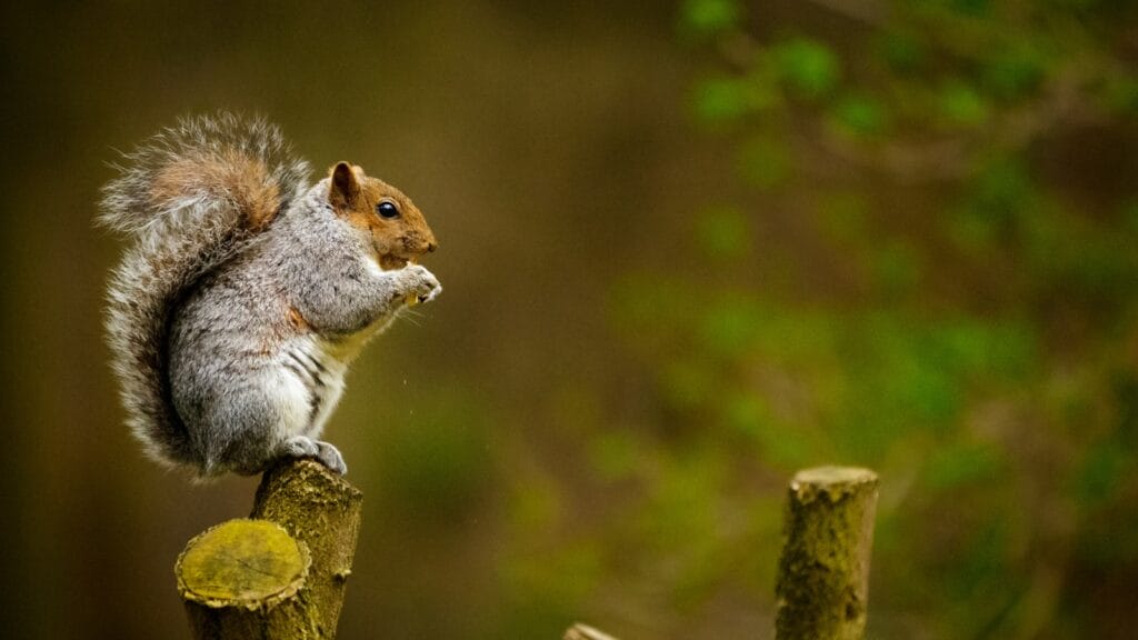 get rid of squirrels on your own