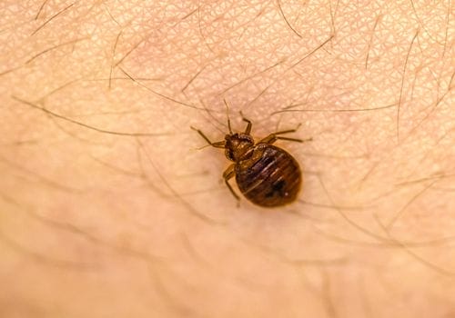 Bedbug