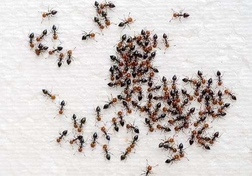 ants