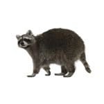 wildlife