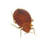 bedbug2