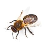 Bees2