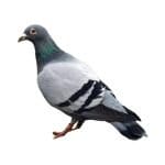 bird