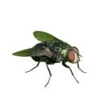 flies2