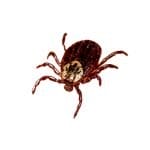 Mites2