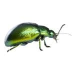 other pest