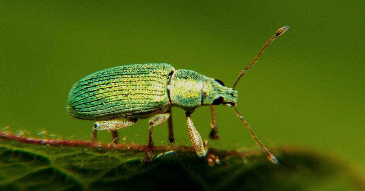 Weevils​