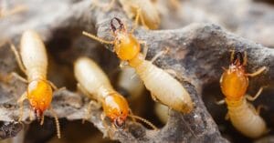Termites