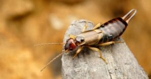 Earwigs