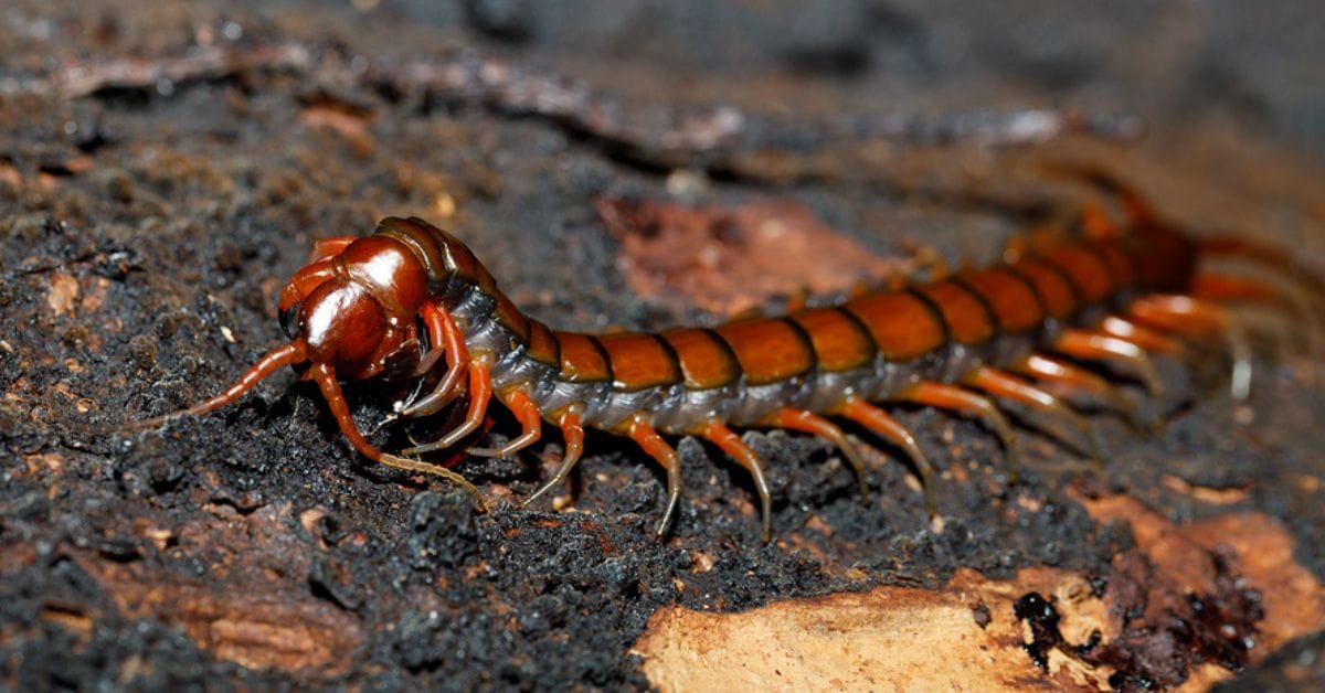 Centipedes