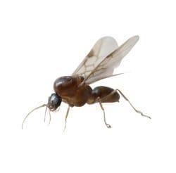 Argentine Ants 1