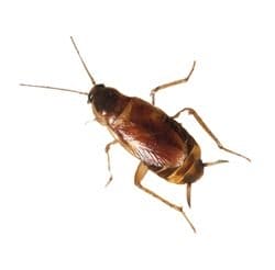 Brown-Banded Cockroaches 1