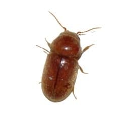 Cigarette Beetles 1 (1)