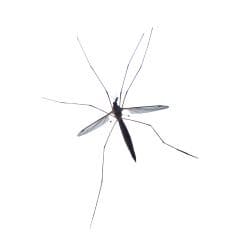 Crane flies 1