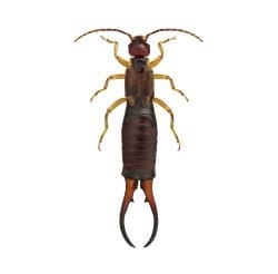 Earwigs 1