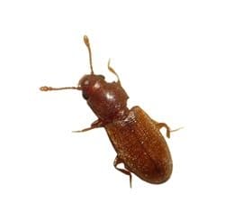 Grain Beetles 1