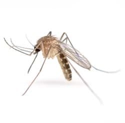 Mosquitoes 1