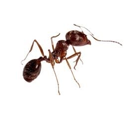 Pharaoh Ant 1