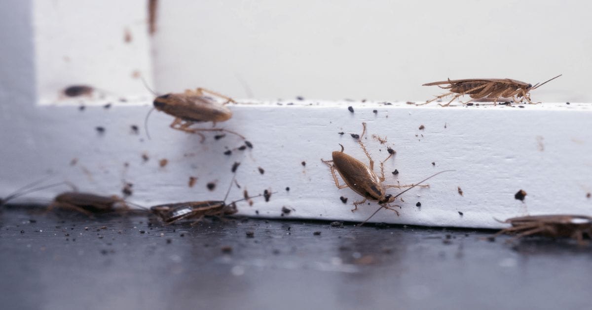 German Cockroaches