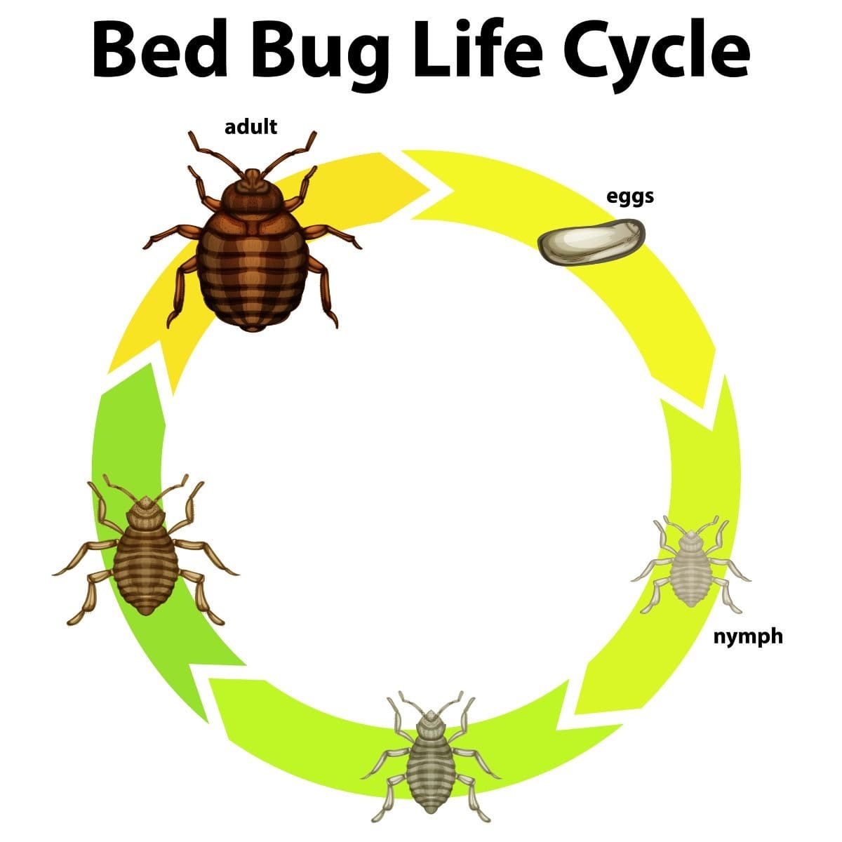 bedbug life Cycle