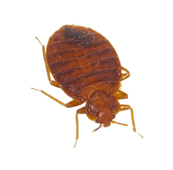 bedbug1