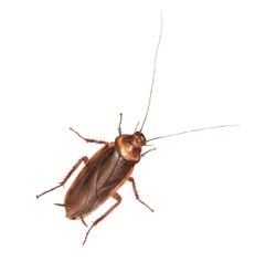 cockroach1
