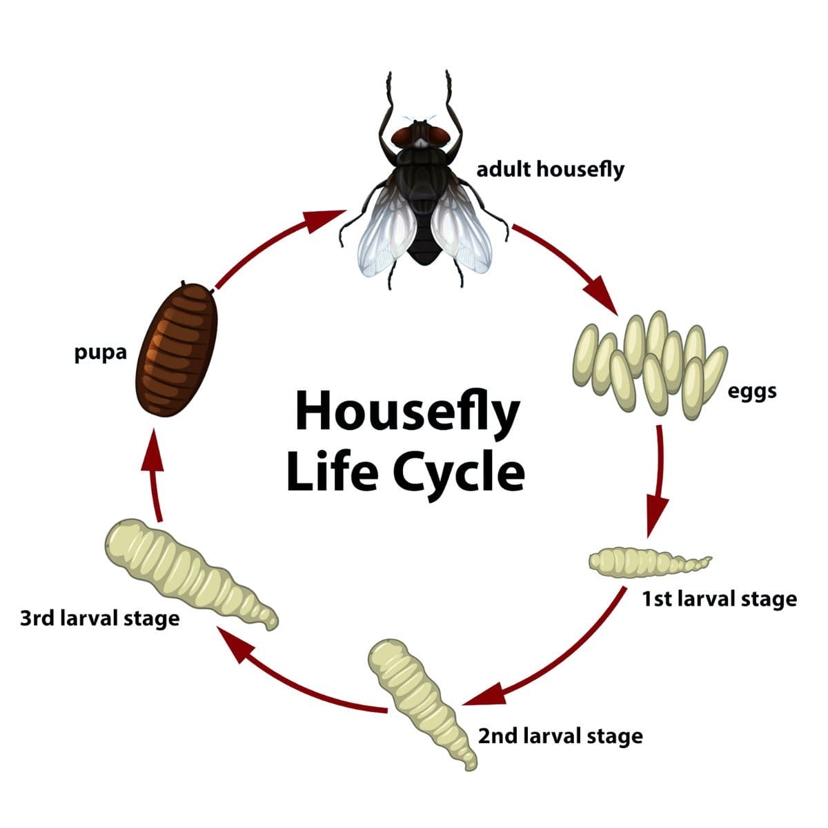 flies life Cycle