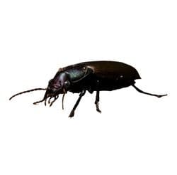ground beetle 1