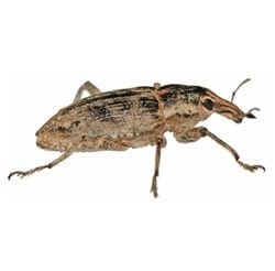 other pests 1