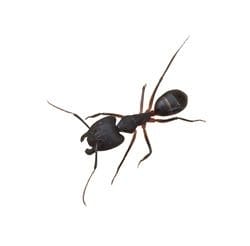 pavement Ants 1