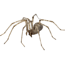 spider 1