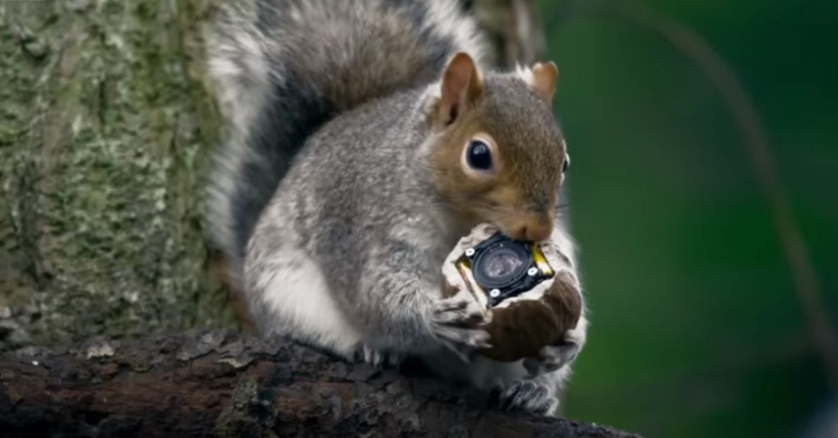 Squirrels