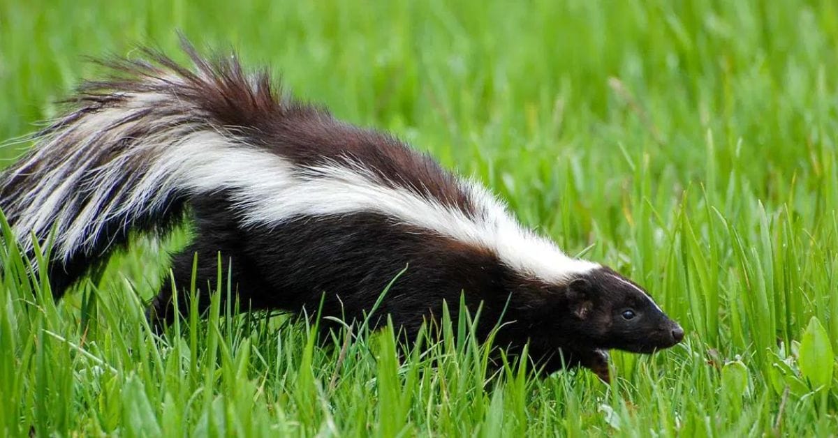 Skunks