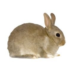 Rabbits 1