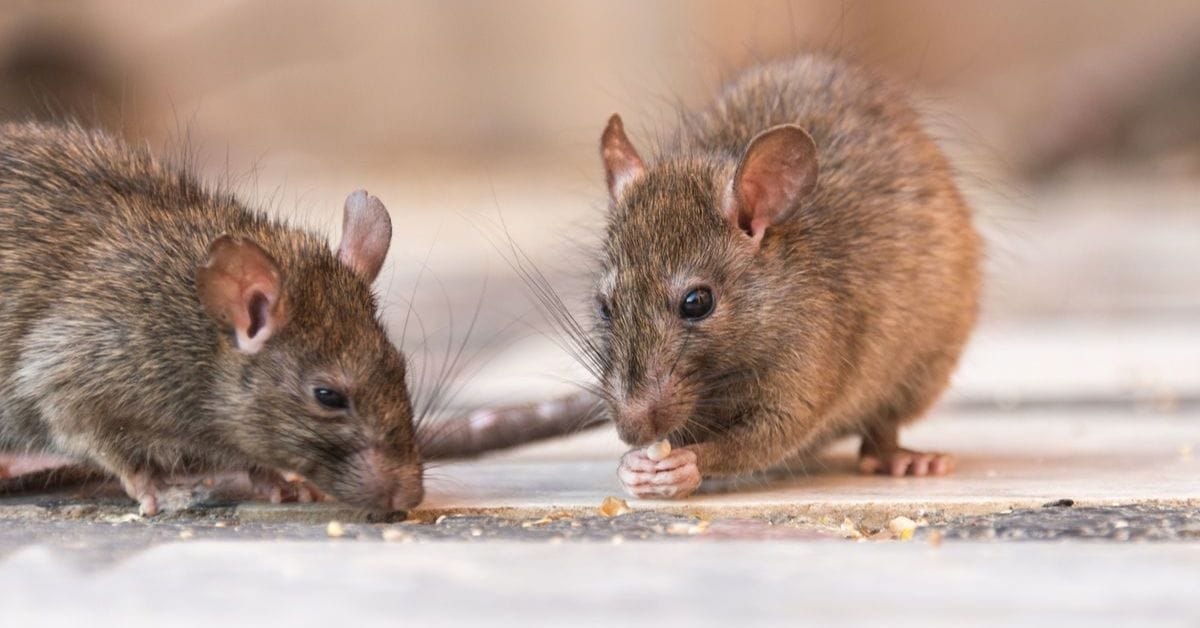 Mice