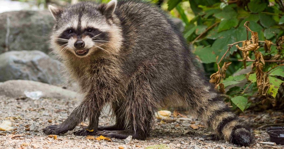 Raccoons