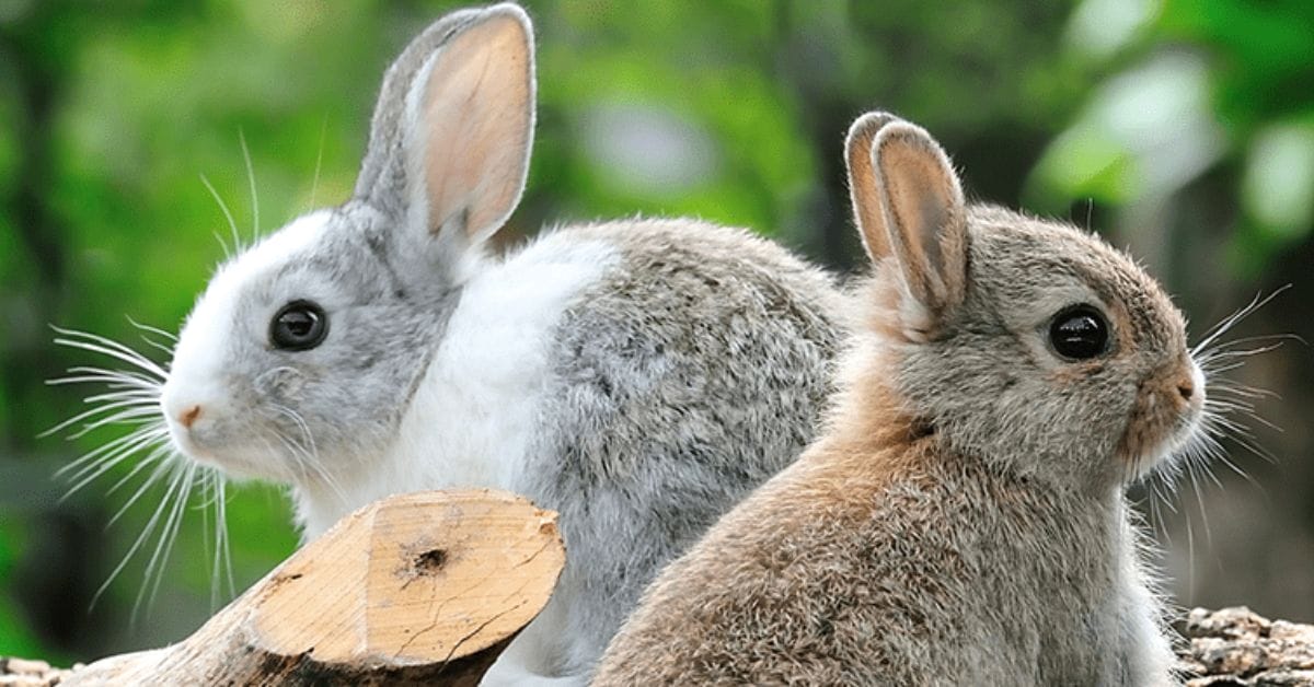Rabbits
