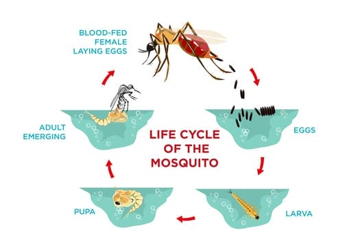 Mosquitoes Lifecycle