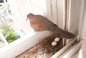 What are Birds