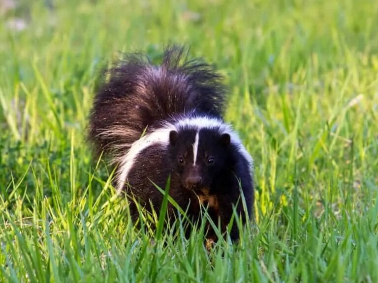 shunks identification